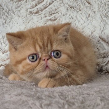chaton Exotic Shorthair red spotted tabby A..... Chatterie Katzarolli
