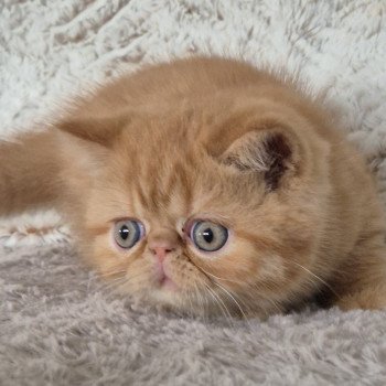 chaton Exotic Shorthair red spotted tabby A..... Chatterie Katzarolli