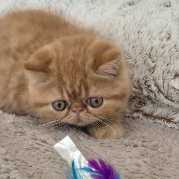 chaton Exotic Shorthair red spotted tabby Azuki Chatterie Katzarolli