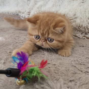 chaton Exotic Shorthair red spotted tabby Azuki Chatterie Katzarolli