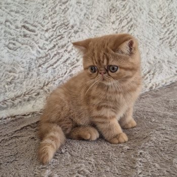 chaton Exotic Shorthair red spotted tabby Azuki Chatterie Katzarolli