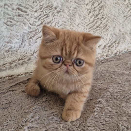 Azuki Mâle Exotic Shorthair