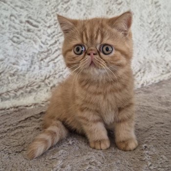 chaton Exotic Shorthair red spotted tabby Azuki Chatterie Katzarolli