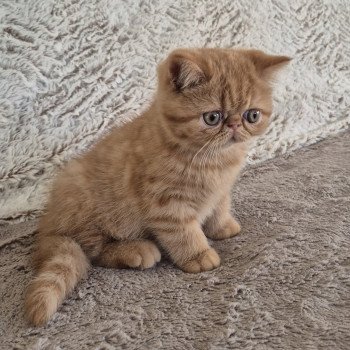 chaton Exotic Shorthair red spotted tabby Azuki Chatterie Katzarolli