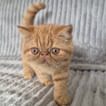 chaton Exotic Shorthair red spotted tabby Azuki Chatterie Katzarolli