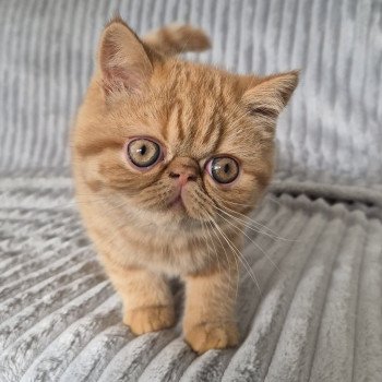 chaton Exotic Shorthair red spotted tabby Azuki Chatterie Katzarolli