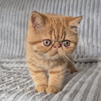 chaton Exotic Shorthair red spotted tabby Azuki Chatterie Katzarolli