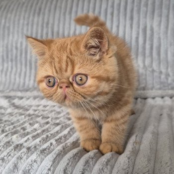 chaton Exotic Shorthair red spotted tabby Azuki Chatterie Katzarolli