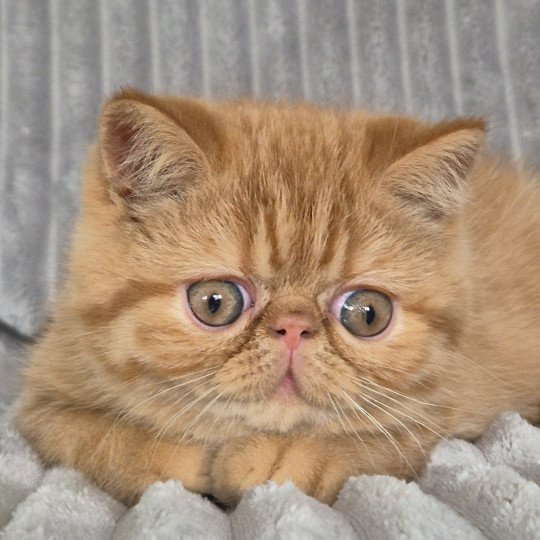 Azuki Mâle Exotic Shorthair