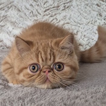 chaton Exotic Shorthair red spotted tabby Azuki Chatterie Katzarolli