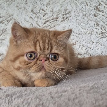 chaton Exotic Shorthair red spotted tabby Azuki Chatterie Katzarolli