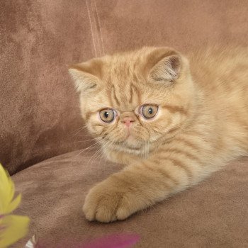 chaton Exotic Shorthair red spotted tabby Azuki Chatterie Katzarolli