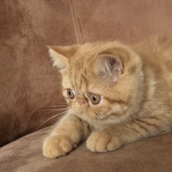 chaton Exotic Shorthair red spotted tabby Azuki Chatterie Katzarolli
