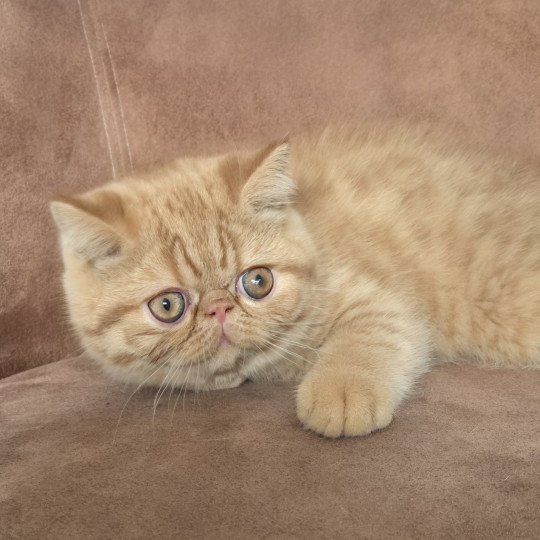 Azuki Mâle Exotic Shorthair