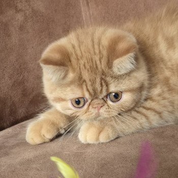 chaton Exotic Shorthair red spotted tabby Azuki Chatterie Katzarolli