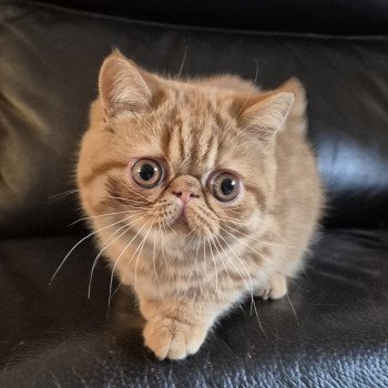chaton Exotic Shorthair red spotted tabby Azuki Chatterie Katzarolli
