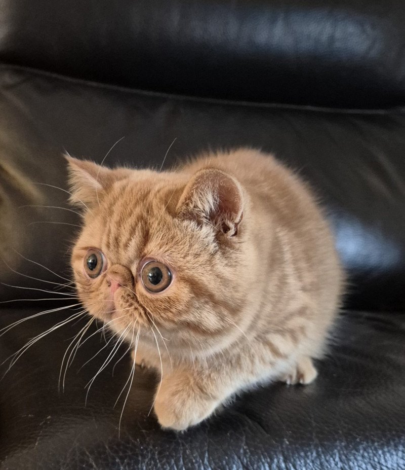 Azuki Mâle Exotic Shorthair