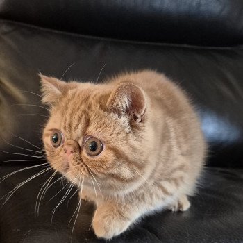 chaton Exotic Shorthair red spotted tabby Azuki Chatterie Katzarolli