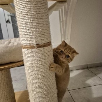 chaton Exotic Shorthair red spotted tabby Azuki Chatterie Katzarolli