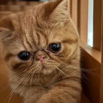chaton Exotic Shorthair red spotted tabby Azuki Chatterie Katzarolli