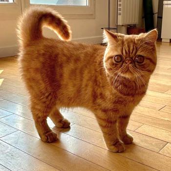 chaton Exotic Shorthair red spotted tabby Azuki Chatterie Katzarolli