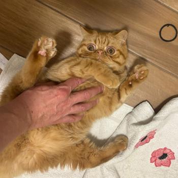 chaton Exotic Shorthair red spotted tabby Azuki Chatterie Katzarolli