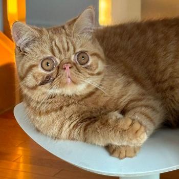 chaton Exotic Shorthair red spotted tabby Azuki Chatterie Katzarolli
