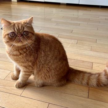 chaton Exotic Shorthair red spotted tabby Azuki Chatterie Katzarolli
