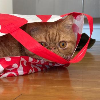 chaton Exotic Shorthair red spotted tabby Azuki Chatterie Katzarolli