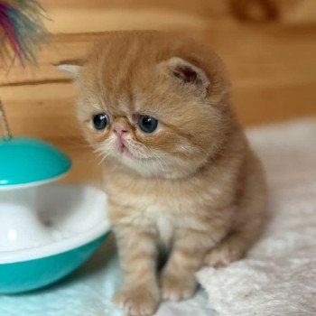 chat Exotic Shorthair red spotted tabby Aribo Chatterie Katzarolli