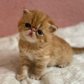 chat Exotic Shorthair red spotted tabby Aribo Chatterie Katzarolli