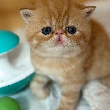 chat Exotic Shorthair red spotted tabby Aribo Chatterie Katzarolli