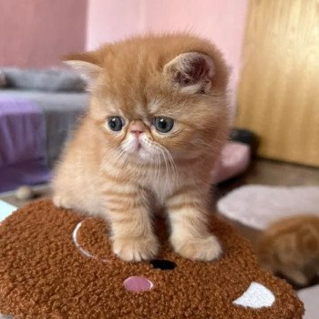 chat Exotic Shorthair red spotted tabby Aribo Chatterie Katzarolli