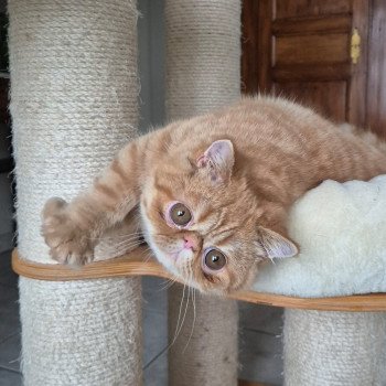 chat Exotic Shorthair red spotted tabby Aribo Chatterie Katzarolli
