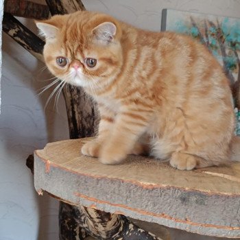 chat Exotic Shorthair red spotted tabby Aribo Chatterie Katzarolli