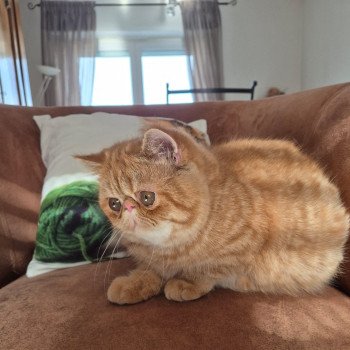 chat Exotic Shorthair red spotted tabby Aribo Chatterie Katzarolli