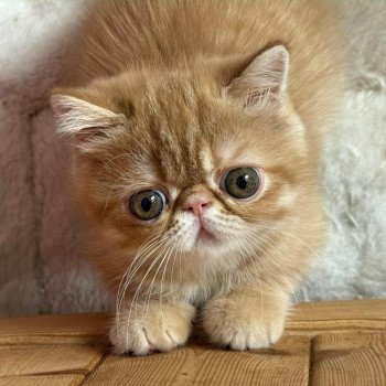 chat Exotic Shorthair red spotted tabby Aribo Chatterie Katzarolli