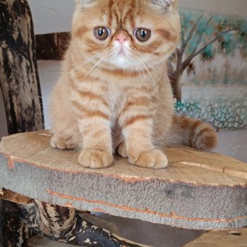 chat Exotic Shorthair red spotted tabby Aribo Chatterie Katzarolli