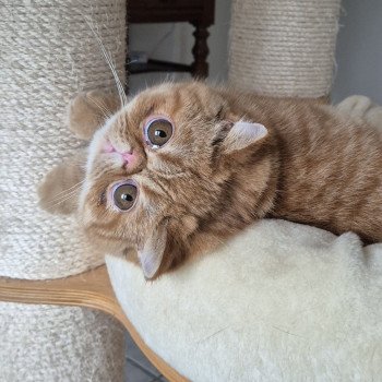 chat Exotic Shorthair red spotted tabby Aribo Chatterie Katzarolli