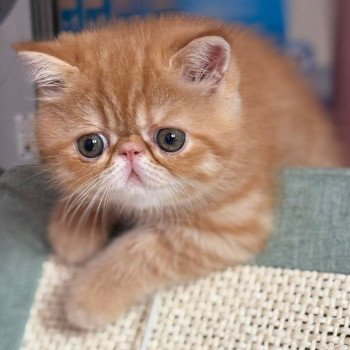 chat Exotic Shorthair red spotted tabby Aribo Chatterie Katzarolli