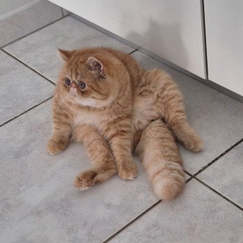 chat Exotic Shorthair red spotted tabby Aribo Chatterie Katzarolli