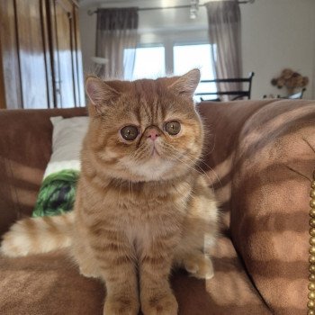 chat Exotic Shorthair red spotted tabby Aribo Chatterie Katzarolli