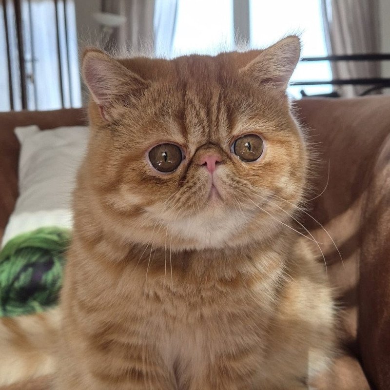 Aribo Mâle Exotic Shorthair