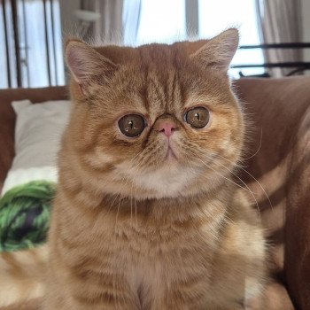 chat Exotic Shorthair red spotted tabby Aribo Chatterie Katzarolli