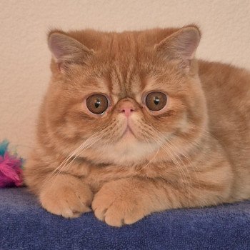 chat Exotic Shorthair red spotted tabby Aribo Chatterie Katzarolli