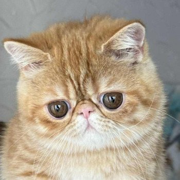 chat Exotic Shorthair red spotted tabby Aribo Chatterie Katzarolli