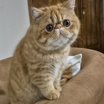 chat Exotic Shorthair red spotted tabby Aribo Chatterie Katzarolli