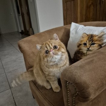 chat Exotic Shorthair red spotted tabby Aribo Chatterie Katzarolli