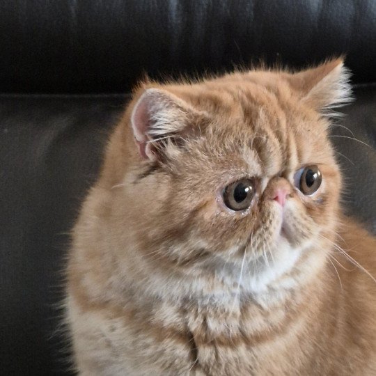 Aribo Mâle Exotic Shorthair