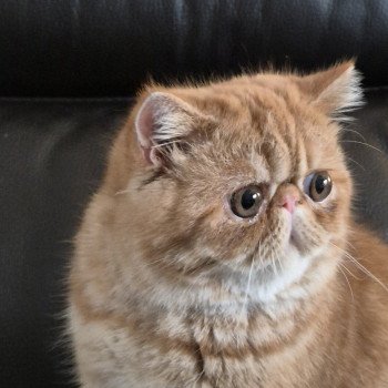 Aribo Mâle Exotic Shorthair